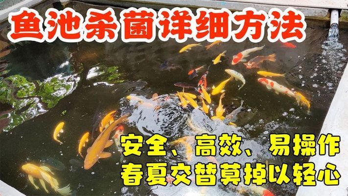 紅龍魚品種分類大全圖解（紅龍魚品種分類大全圖解圖片）