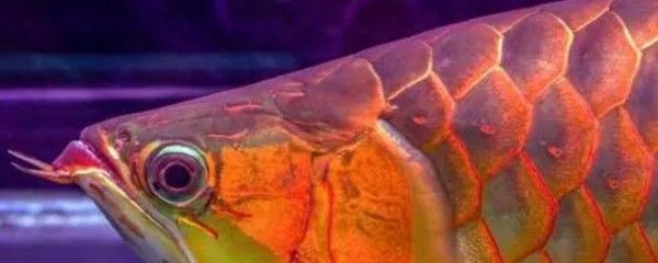 養小紅龍魚注意事項和禁忌食物：養小紅龍魚的注意事項和禁忌食物
