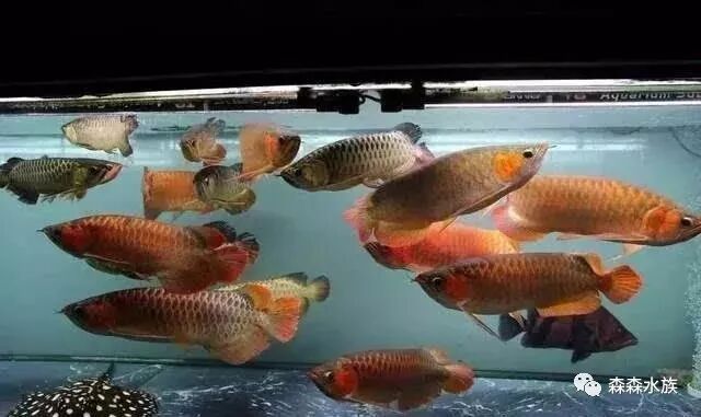 龍魚混養經驗匯總