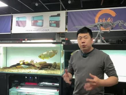 什么叫福龍魚圖片大全視頻