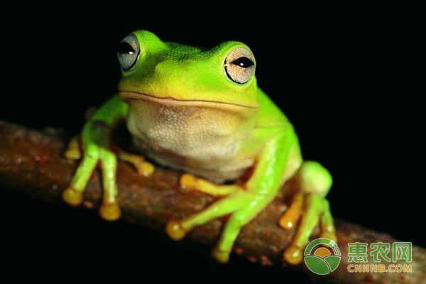 龍魚吃蝦的好處：紅龍魚吃蝦的好處