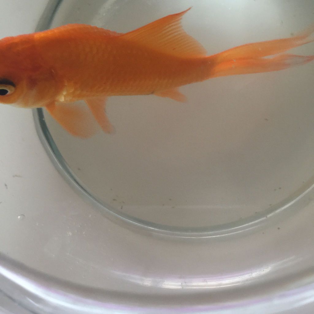 金龍魚鰭發黑【金龍魚鰭】