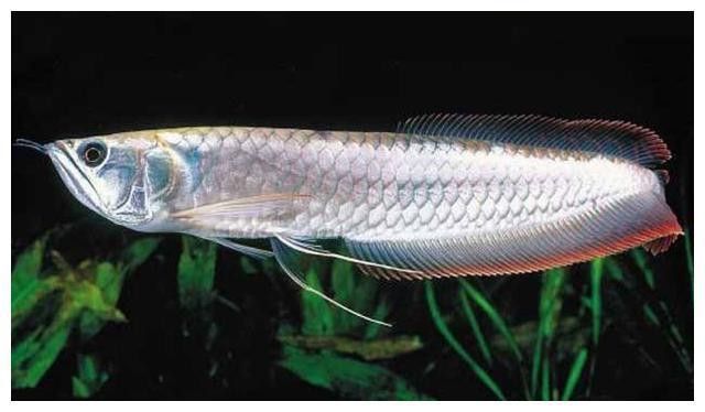 銀龍魚和鸚鵡魚哪個更適合新手？ 銀龍魚和鸚鵡魚哪個更適合新手？ 龍魚百科 第4張