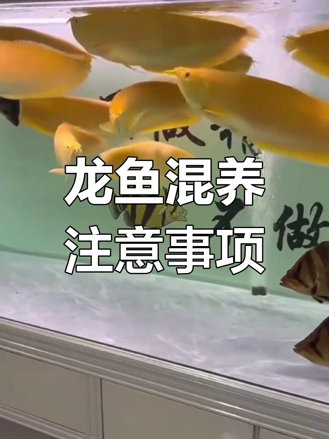 銀龍魚和鸚鵡魚哪個更適合新手？ 銀龍魚和鸚鵡魚哪個更適合新手？ 龍魚百科 第7張