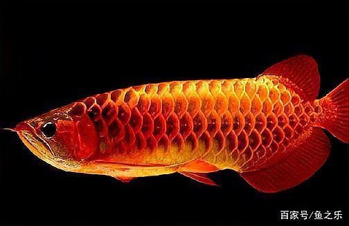 招財貓魚和龍魚哪個厲害些