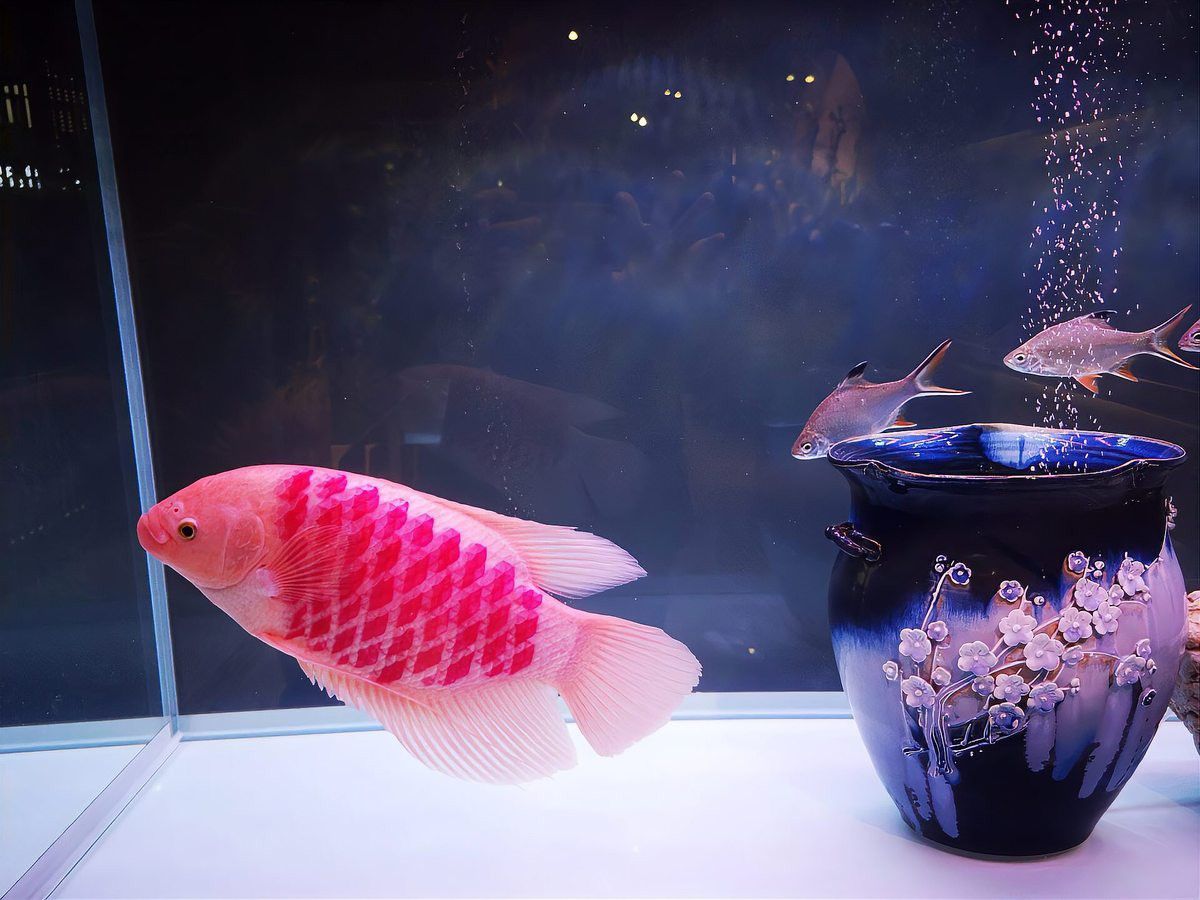 招財貓魚和龍魚哪個厲害些