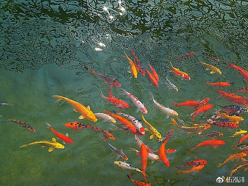 龍魚與屬雞者混養(yǎng)有哪些禁忌？