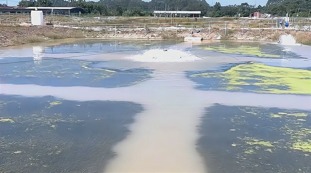 混養時如何保持水質穩定？