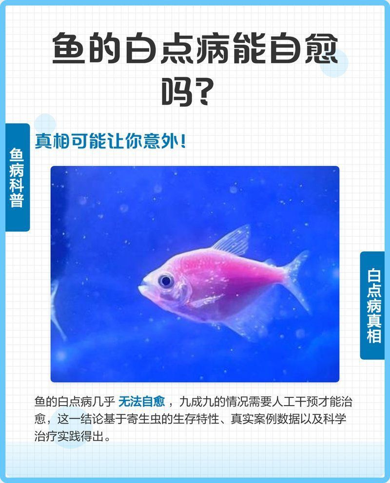 魚寄生蟲感染會自愈嗎？