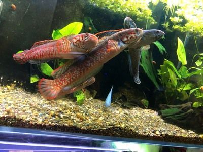 奶茶雷龍魚養兩條可以嗎怎么養：養兩條奶茶雷龍魚可行嗎