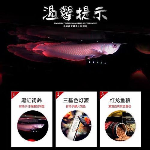 七彩過(guò)背金龍魚(yú)價(jià)格多少