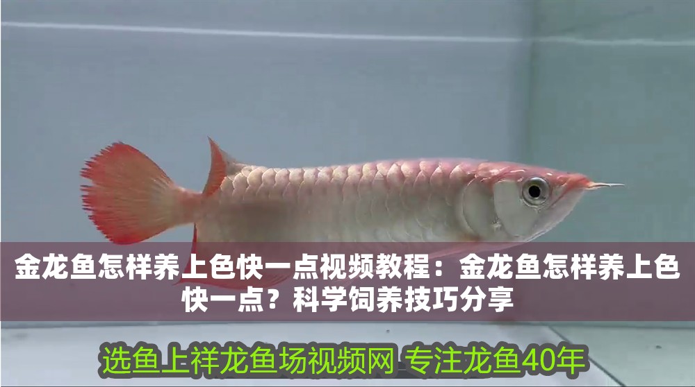 金龍魚怎樣養(yǎng)上色快一點(diǎn)視頻教程：金龍魚怎樣養(yǎng)上色快一點(diǎn)？科學(xué)飼養(yǎng)技巧分享