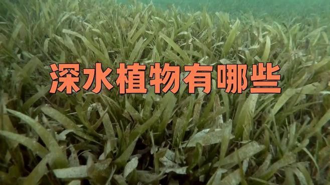 哪些植物適合深水區種植？