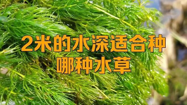 哪些植物適合深水區種植？