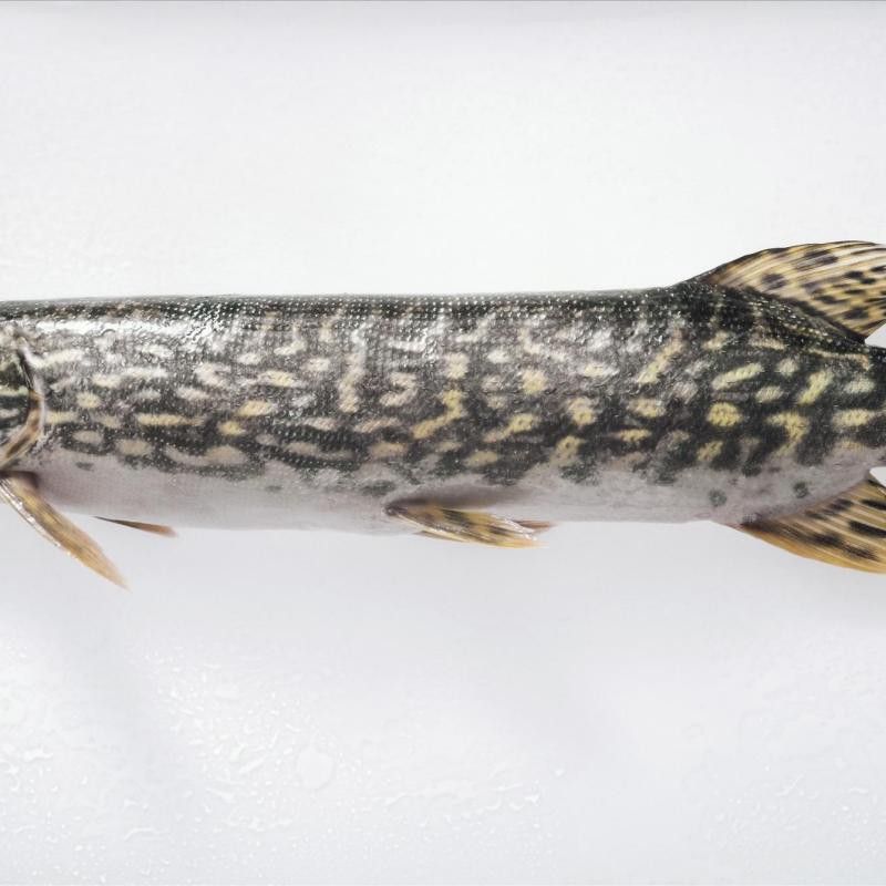 冰川劍龍魚