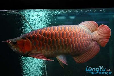 紅龍魚兜嘴是什么樣子（關于紅龍魚兜嘴的問題）