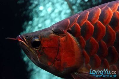 紅龍魚兜嘴是什么樣子（關于紅龍魚兜嘴的問題）