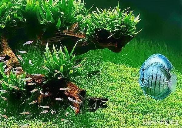 龍魚缸不養龍魚可以養什么動物