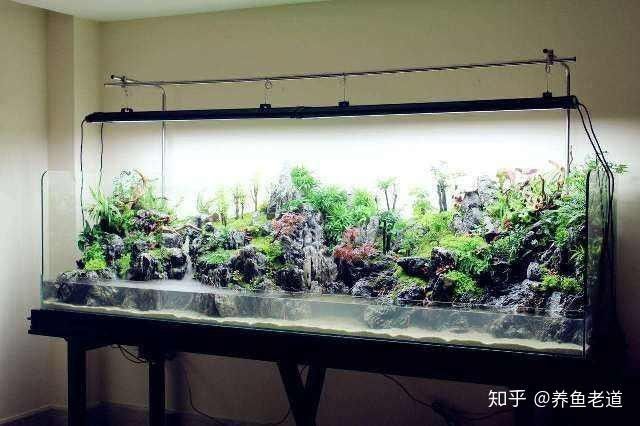 龍魚缸不養龍魚可以養什么動物