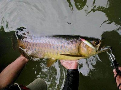 金龍魚水溫多少度合適釣魚：金龍魚水溫標準金龍魚水溫標準金龍魚的水溫標準是多少度