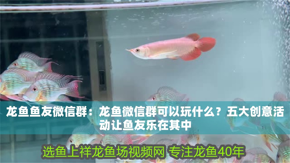 龍魚魚友微信群：龍魚微信群可以玩什么？五大創意活動讓魚友樂在其中