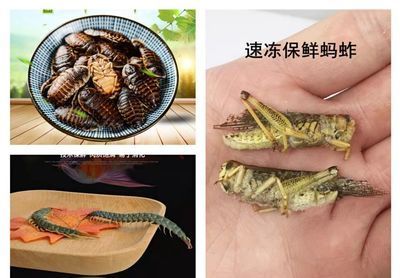 怎樣防治預防龍魚寄生蟲病的措施有哪些：如何調理龍魚的腸胃