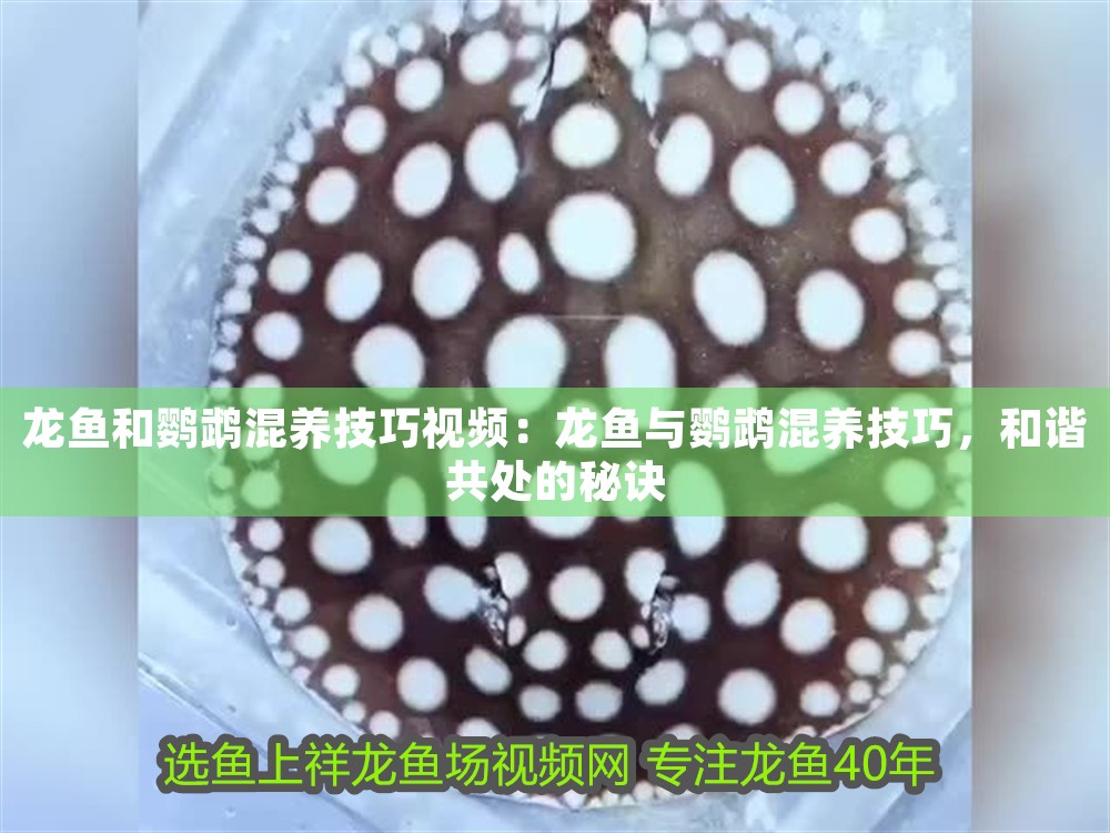 龍魚和鸚鵡混養技巧視頻：龍魚與鸚鵡混養技巧，和諧共處的秘訣