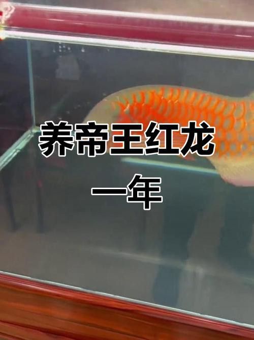 帝龍紅龍魚的市場炒作情況 龍魚百科 第2張 帝龍紅龍魚的市場炒作情況 帝龍紅龍魚的市場炒作情況 龍魚百科 第2張