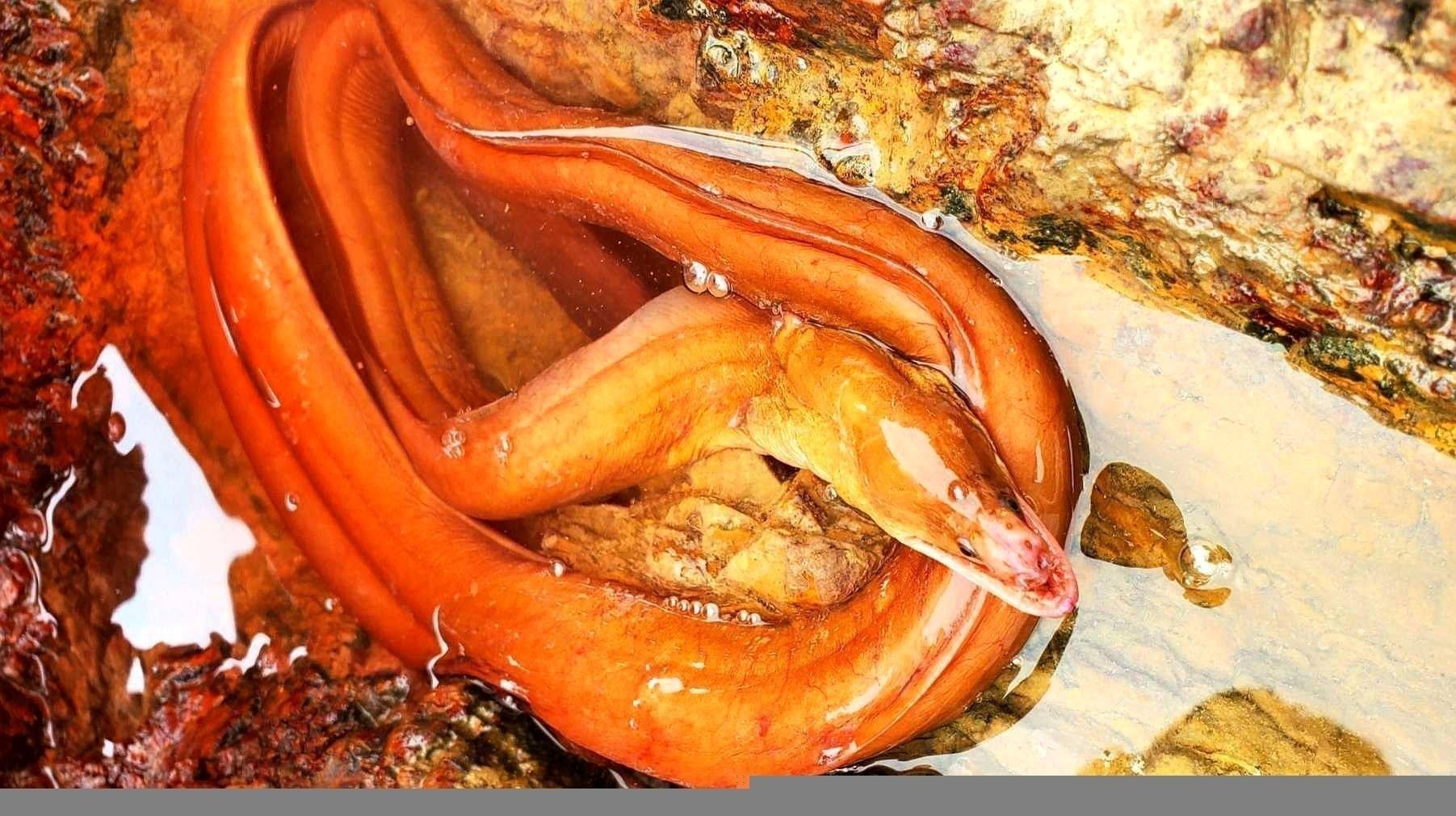 帝龍紅龍魚的市場炒作情況 帝龍紅龍魚的市場炒作情況 龍魚百科 第11張
