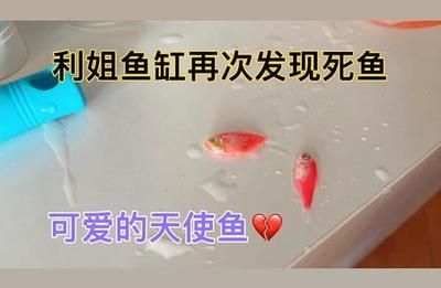 魚缸里的魚怎么發朋友圈文案圖片（魚缸攝影技巧養魚心得分享）