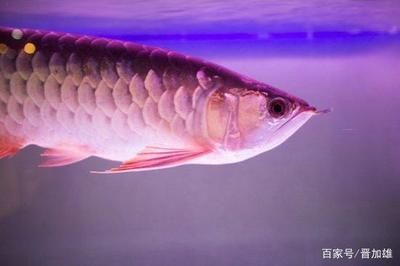 龍魚分為幾種：龍魚的種類有哪些？