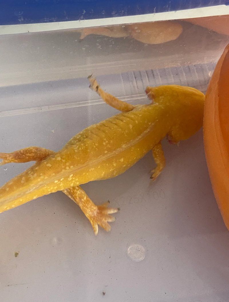 如何預防六角恐龍魚缺氧？