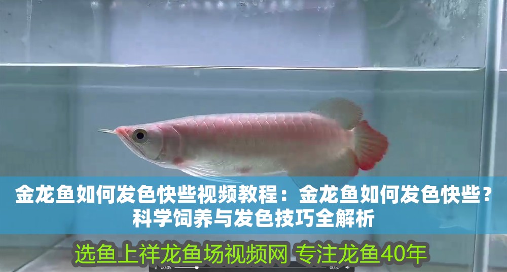 金龍魚如何發色快些視頻教程：金龍魚如何發色快些？科學飼養與發色技巧全解析