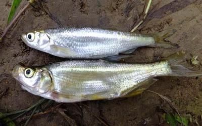 白條魚喂龍魚吃什么：白條魚喂龍魚應該選擇什么樣的食物