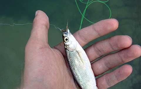 白條魚喂龍魚吃什么：白條魚喂龍魚應該選擇什么樣的食物