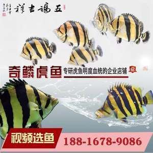 紅龍魚配幾條虎魚好：紅龍魚與虎魚混養的注意事項