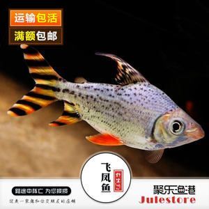 紅龍魚配幾條虎魚好：紅龍魚與虎魚混養的注意事項
