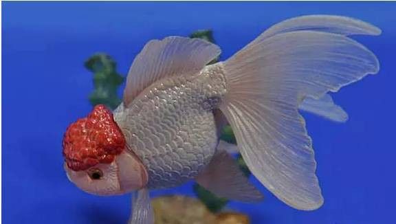 龍魚爛鰭爛尾期間需要停食嗎？