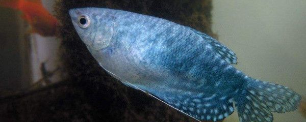 蘭龍魚怎么養（蘭龍魚適合的水族箱布置,如何判斷蘭龍魚健康狀態）