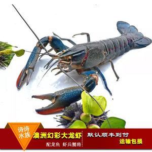 龍魚一天一個蝦：龍魚一天喂一個蝦的數量是否適當