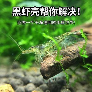 龍魚一天一個蝦：龍魚一天喂一個蝦的數量是否適當