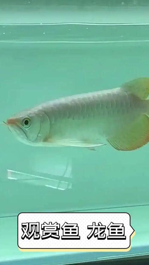 大海龍魚圖片大全大圖