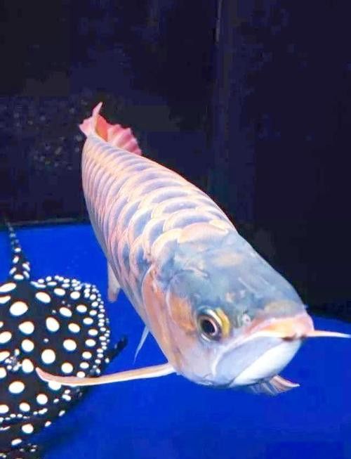大海龍魚圖片大全大圖