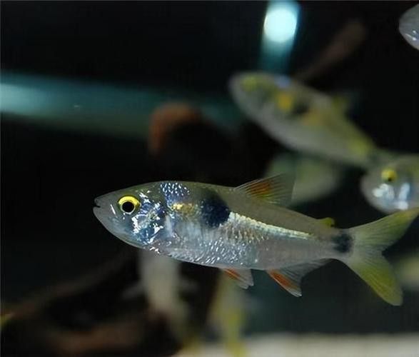 大海龍魚圖片大全大圖