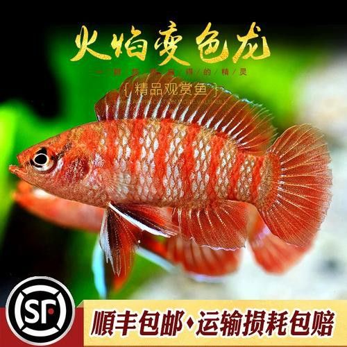 大海龍魚圖片大全大圖