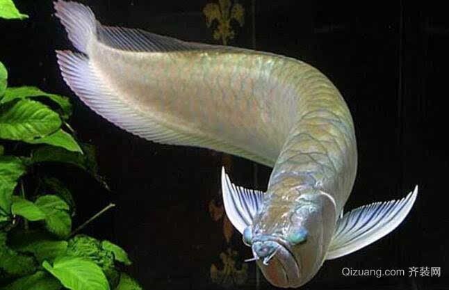 飛鳳和龍魚混養多久會死：飛鳳魚和龍魚混養會導致魚類死亡嗎？