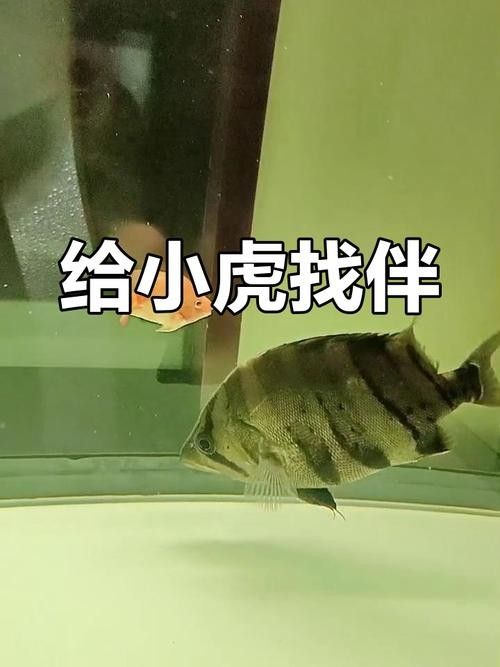 龍魚缸養(yǎng)什么魚好養(yǎng)活