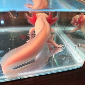 小龍魚嘴巴老是一張一張的：為什么小龍魚嘴巴老是一張一張的？
