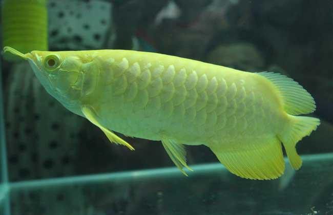 一條龍魚配幾條虎魚合適呢圖片欣賞