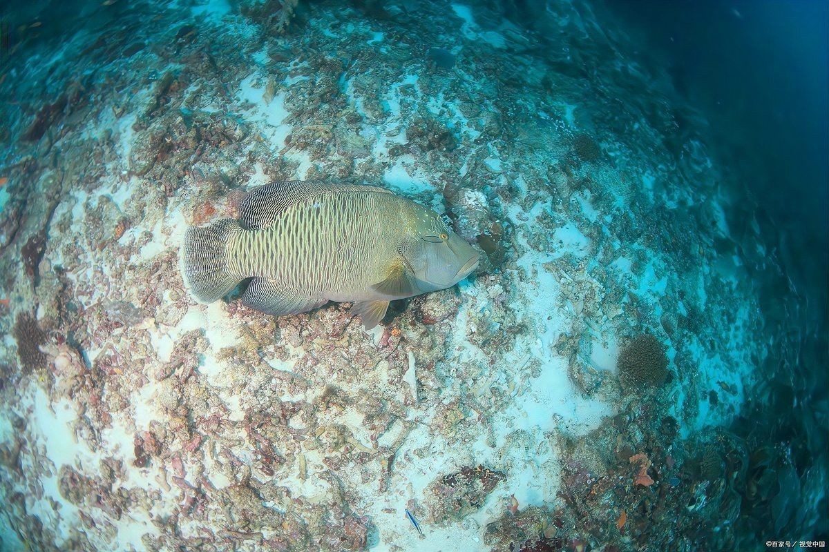 一條龍魚配幾條虎魚合適呢圖片欣賞